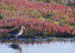 Common Snipe