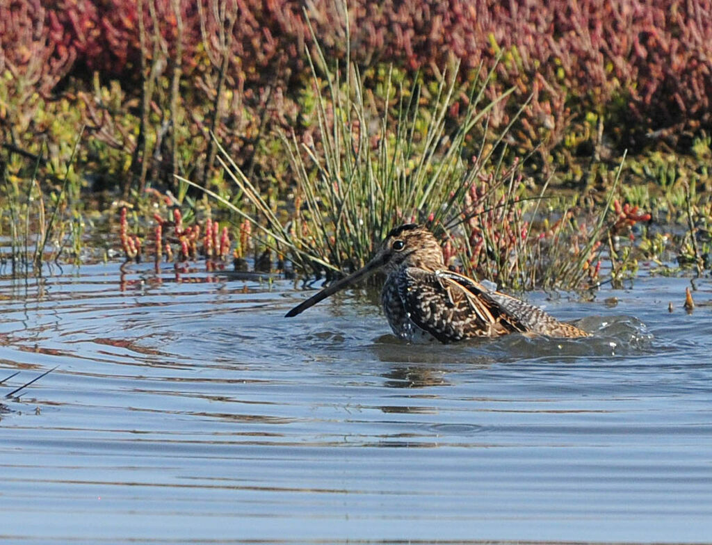 Common Snipe