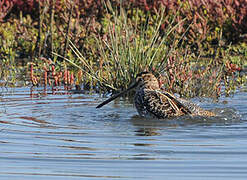 Common Snipe