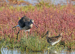 Common Snipe