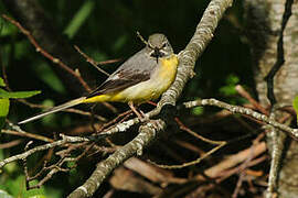 Grey Wagtail