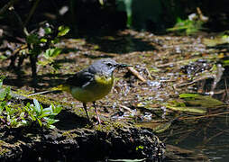 Grey Wagtail