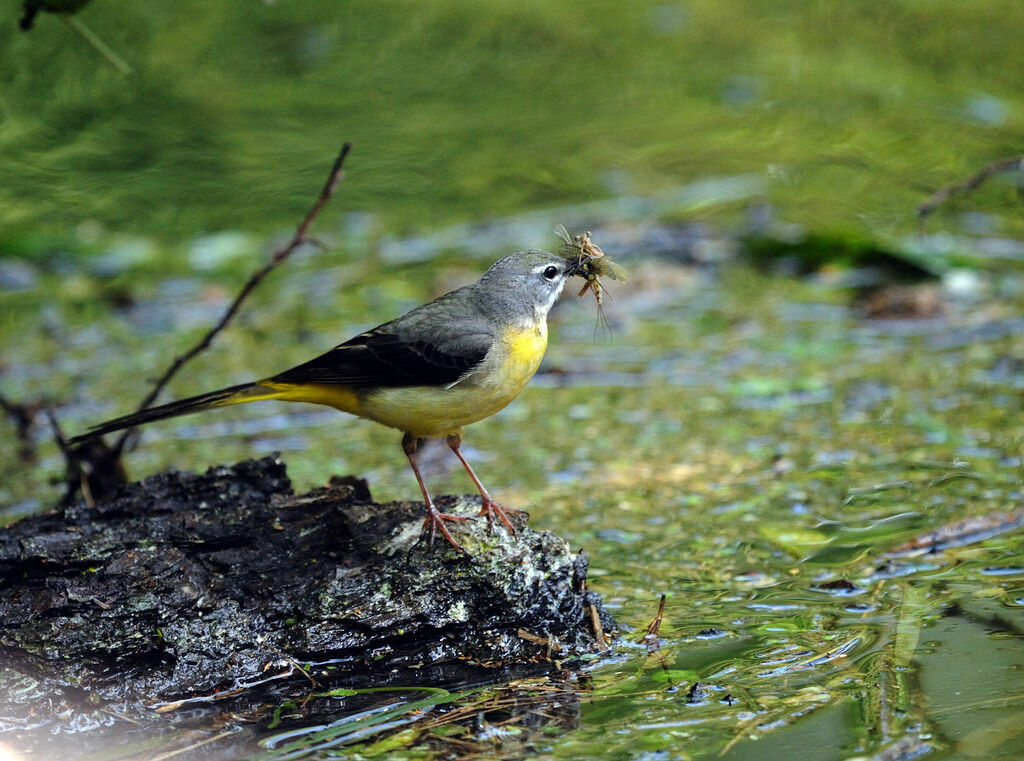 Grey Wagtail female adult breeding