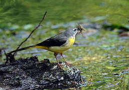 Grey Wagtail