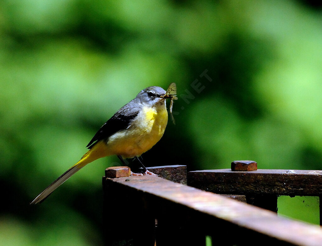 Grey Wagtail female adult breeding