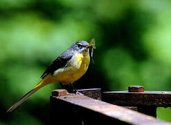 Grey Wagtail