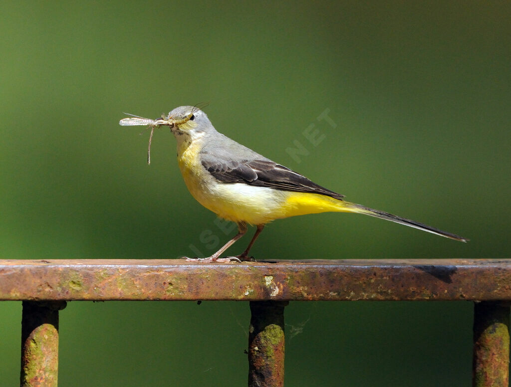 Grey Wagtail female adult breeding