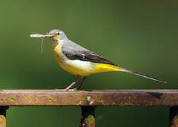 Grey Wagtail