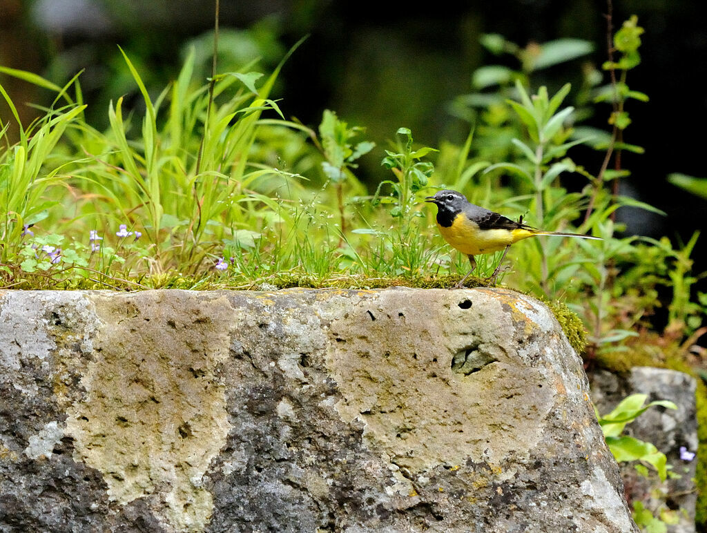 Grey Wagtail male adult breeding