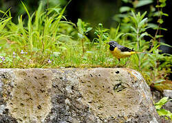 Grey Wagtail