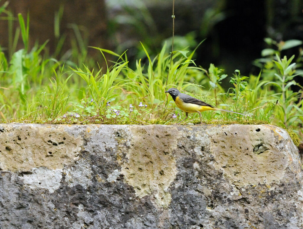 Grey Wagtail male adult breeding