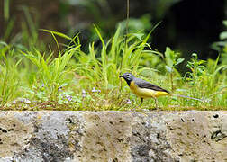 Grey Wagtail