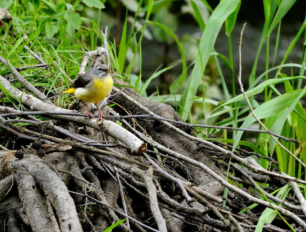 Grey Wagtail female adult breeding