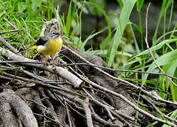 Grey Wagtail