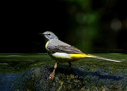 Grey Wagtail