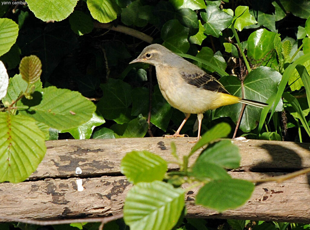 Bergeronnette des ruisseaux