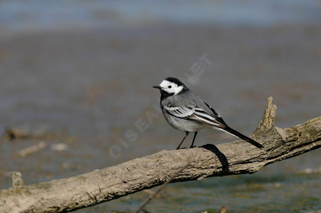 White Wagtail