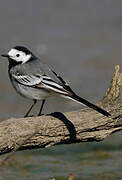 White Wagtail