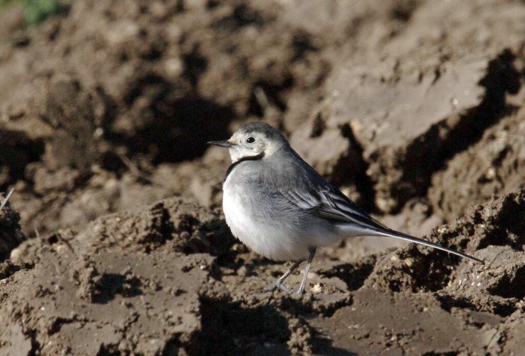 White Wagtailimmature