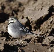 White Wagtail