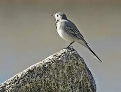 White Wagtail