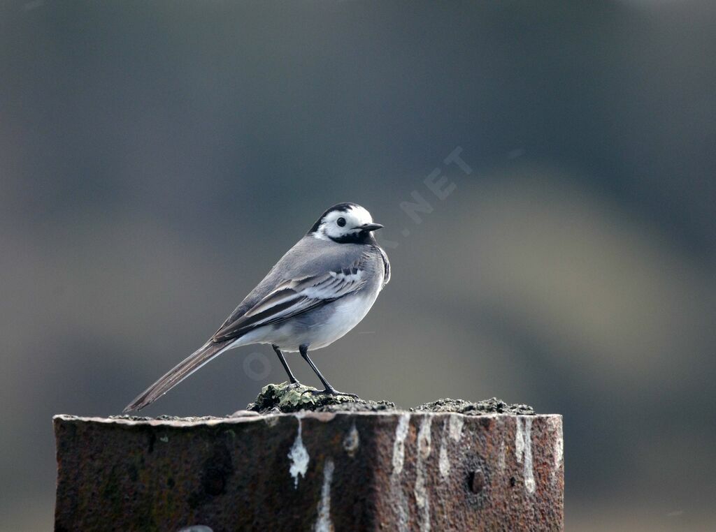 White Wagtailadult