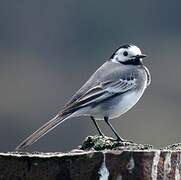 White Wagtail