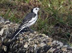 White Wagtail