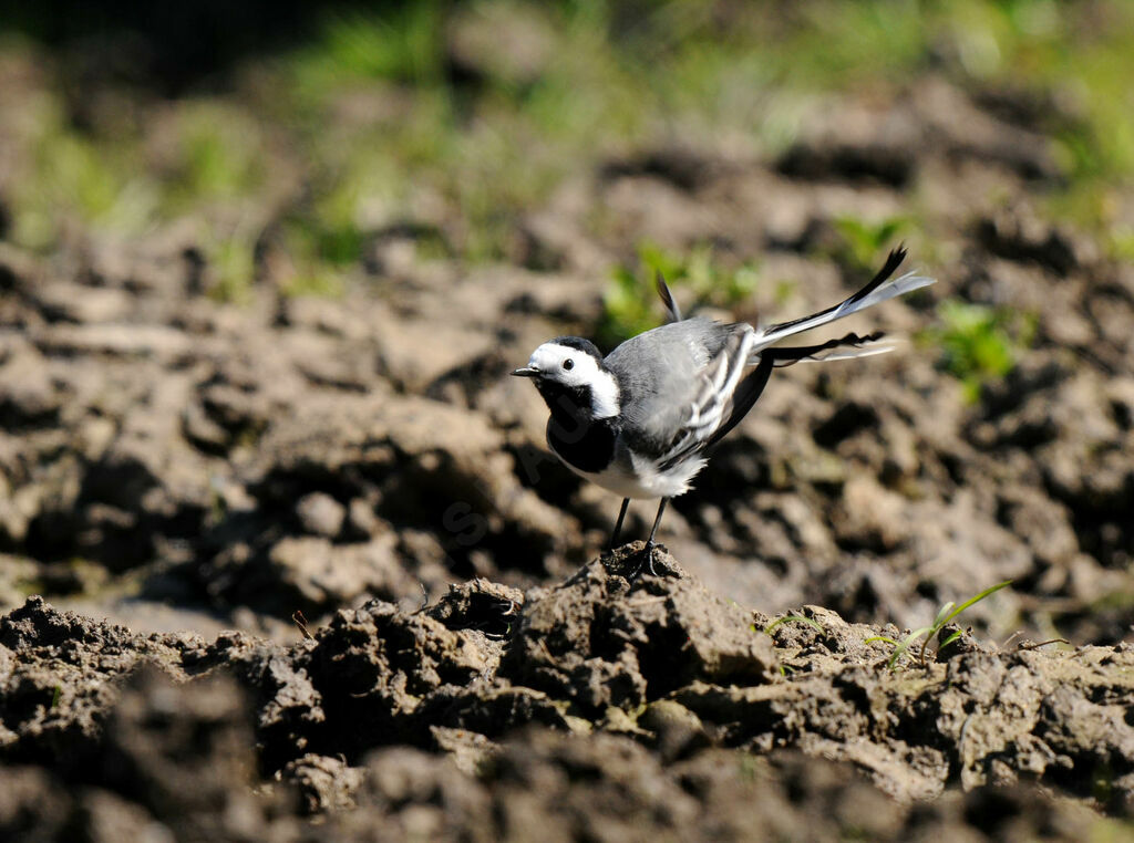 White Wagtail