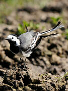 White Wagtail