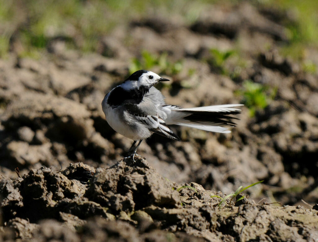 White Wagtail