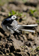 White Wagtail