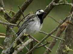 White Wagtail