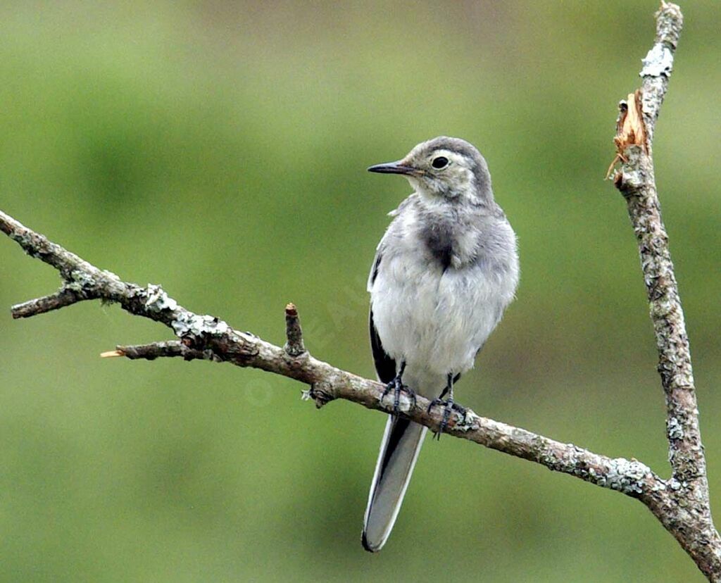 Bergeronnette griseimmature