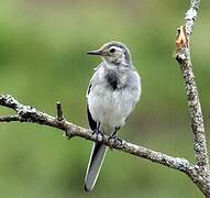 White Wagtail