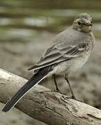 White Wagtail