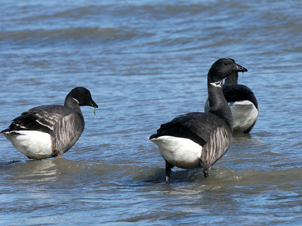 Brant Goose