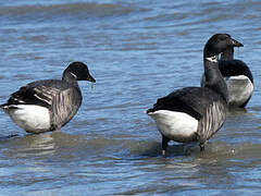 Brant Goose