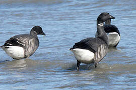 Brant Goose