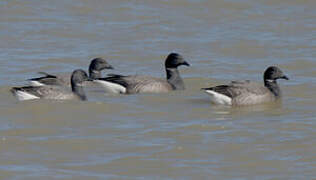 Brant Goose