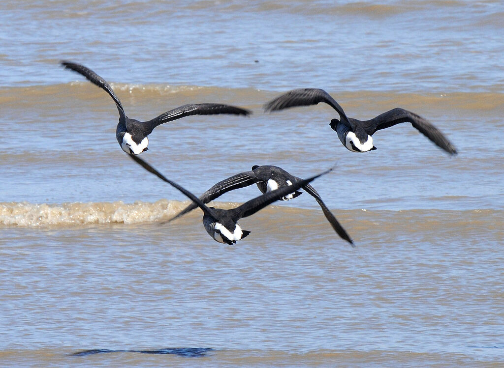 Brant Goose