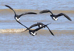 Brant Goose