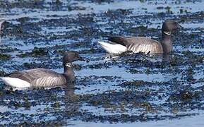 Brant Goose