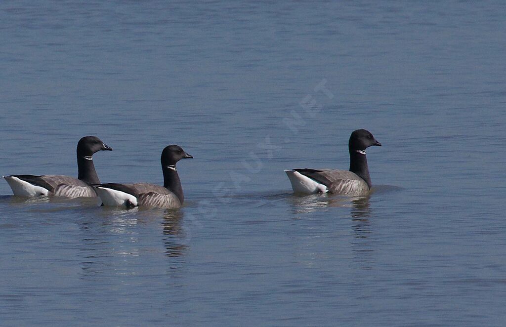 Brant Goose