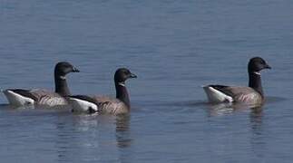 Brant Goose