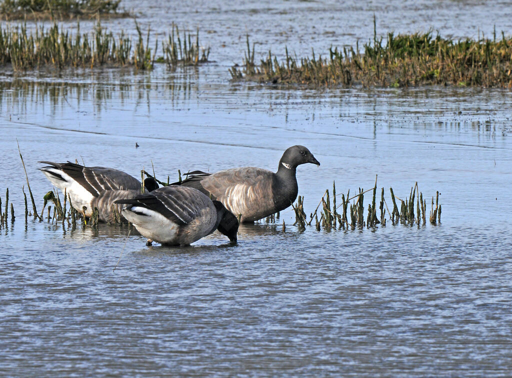 Brant Goose