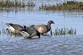 Brant Goose