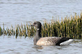 Brant Goose