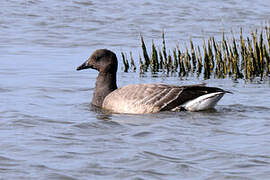 Brant Goose