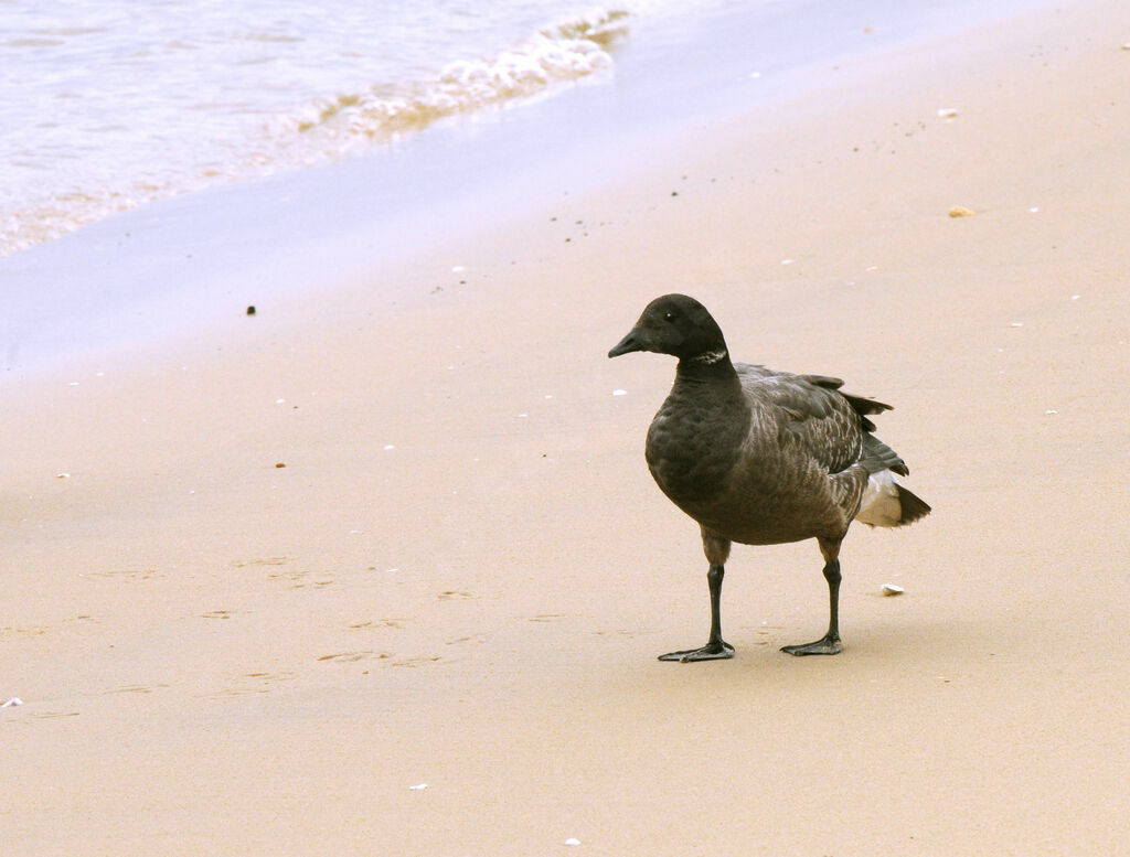 Brant Goose